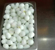 Quail Egg