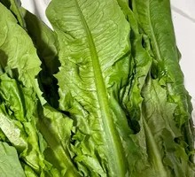 Oilseed lettuce