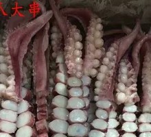 Octopus Tentacles
