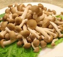 King Oyster Mushroom