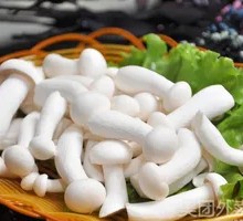 White Cloud Mushroom