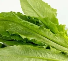 Oilseed lettuce