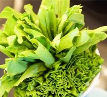 Oilseed lettuce