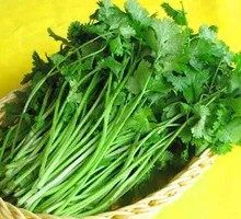 Cilantro