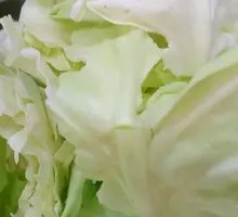 洋白菜