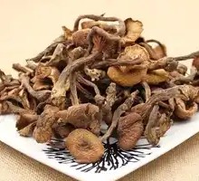 Hickory Mushroom