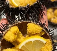 Sea Urchin