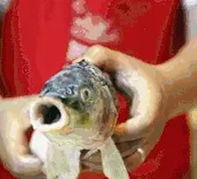 招牌锅烧大鲤鱼