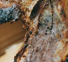 Roasted Chicken Frame
