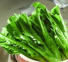 Oilseed lettuce