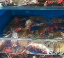 Sea Crab