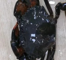 Blue Swimming Crab