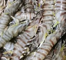 Prawn