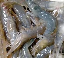 Salted Shrimp