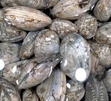 Clam