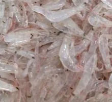 Dried Shrimp