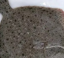 Turbot