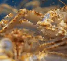 Alaska King Crab