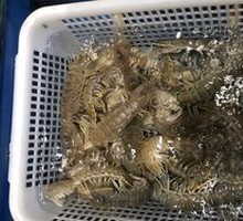 Peeled shrimp