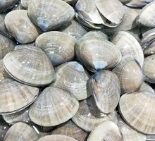 Yellow Clam