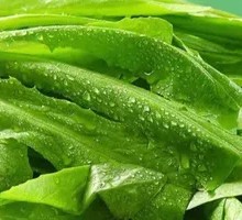 Oilseed lettuce