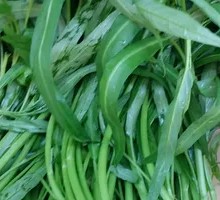 Water spinach
