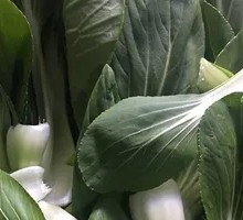 Oilseed lettuce