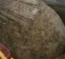 Black Wheat Steamed Bun