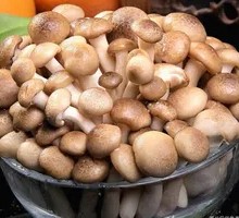 King Oyster Mushroom