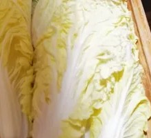 Napa cabbage