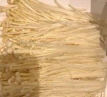 Enoki Mushroom