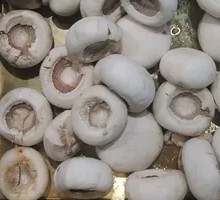 King Oyster Mushroom