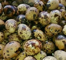 Five-Spice Quail Eggs