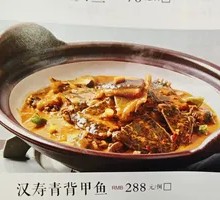 Yellow Skin Softshell Turtle