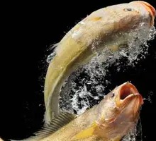 Ningde Yellow Croaker