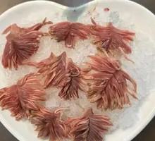 Duck Gizzard Blossom