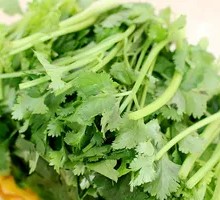 Cilantro