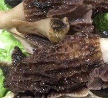 Morel Mushroom