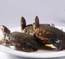 Spicy Softshell Turtle