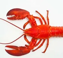 Live Lobster