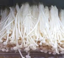 Enoki Mushroom