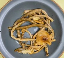 Camphor Tree Mushroom