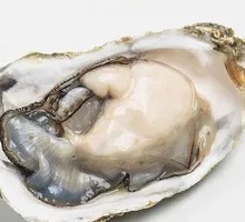 Oyster Meat