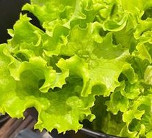 Lettuce
