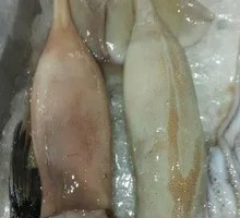 Frozen Cuttlefish Rings