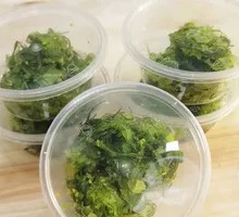凉拌海草