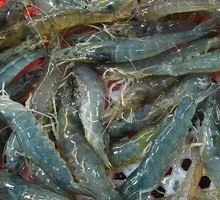 Sea Shrimp