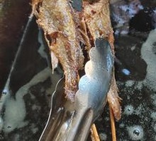 Golden Small Fish