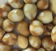 Quail Egg