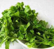 Cilantro